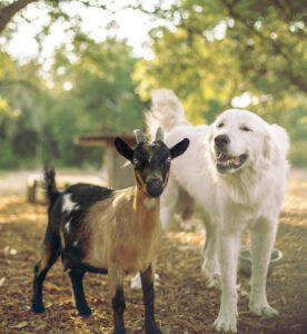 Nigerian dwarf custom goat milk soap