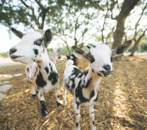 Nigerian dwarf custom goat milk soap