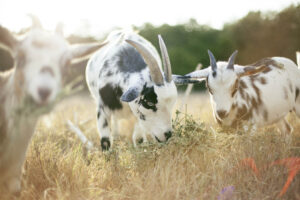 Nigerian dwarf custom goat milk soap