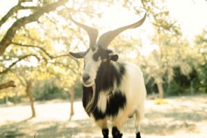 Nigerian dwarf custom goat milk soap