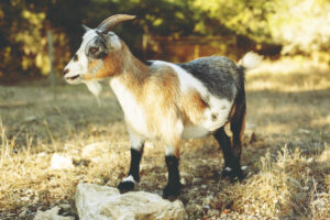 Nigerian dwarf custom goat milk soap