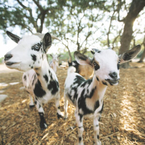 Nigerian dwarf custom goat milk soap